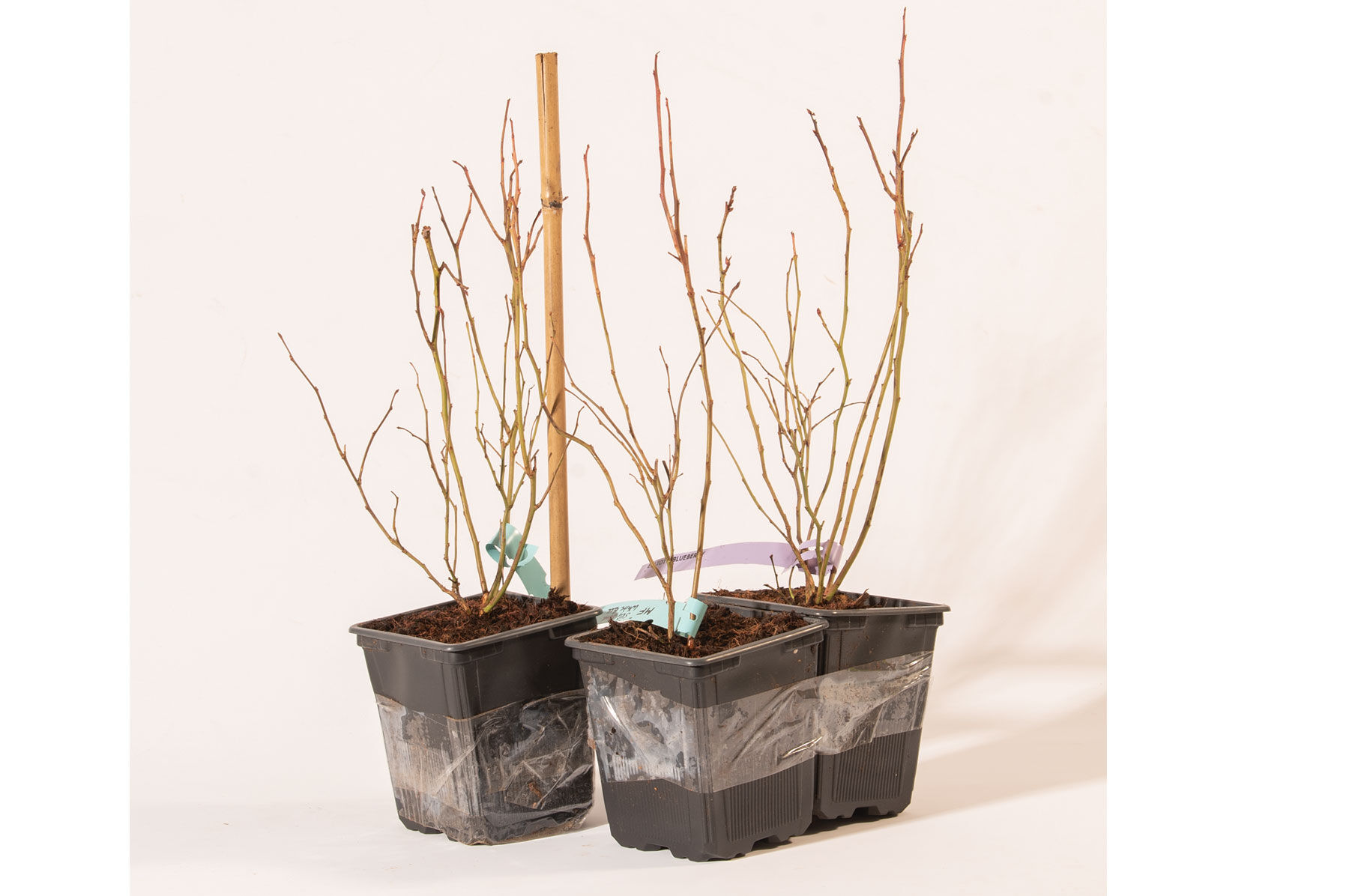 Blueberry Plant Collection Blueberry