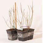 Blueberry Plant Collection Blueberry Plant Collection Blueberry