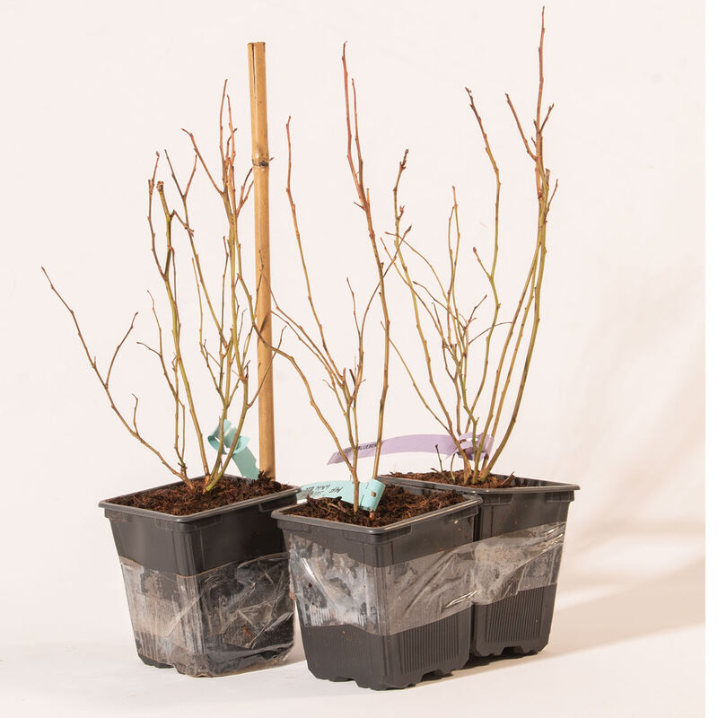 Blueberry Plant Collection Blueberry Plant Collection Blueberry