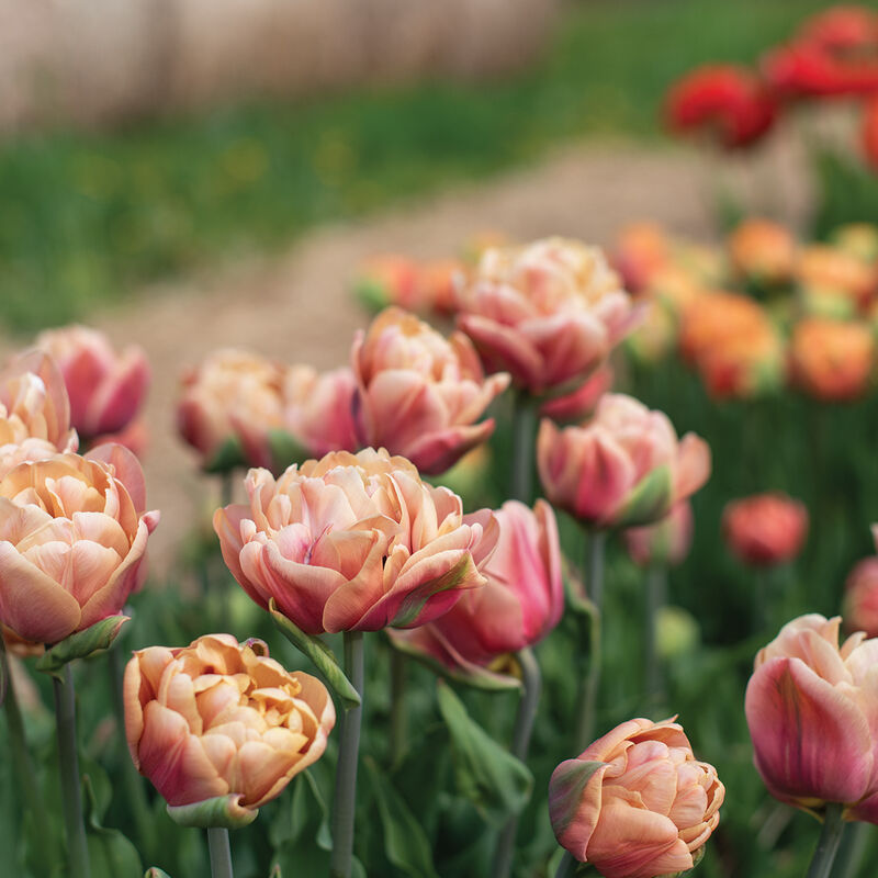 La Belle Epoque, Tulipe double, tardive, 5 bulbes - Bulbes à fleurs automne  / Tulipes - Samen-Mauser