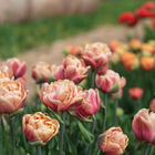 La Belle Epoque Tulips