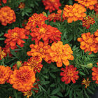 Durango Red French Marigolds