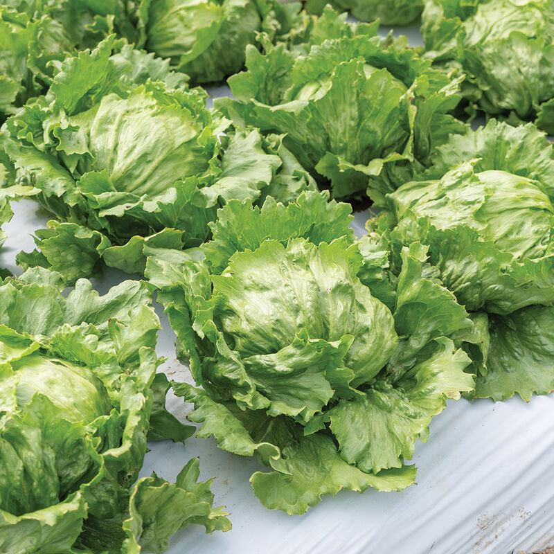 Pint Size Iceberg Lettuce