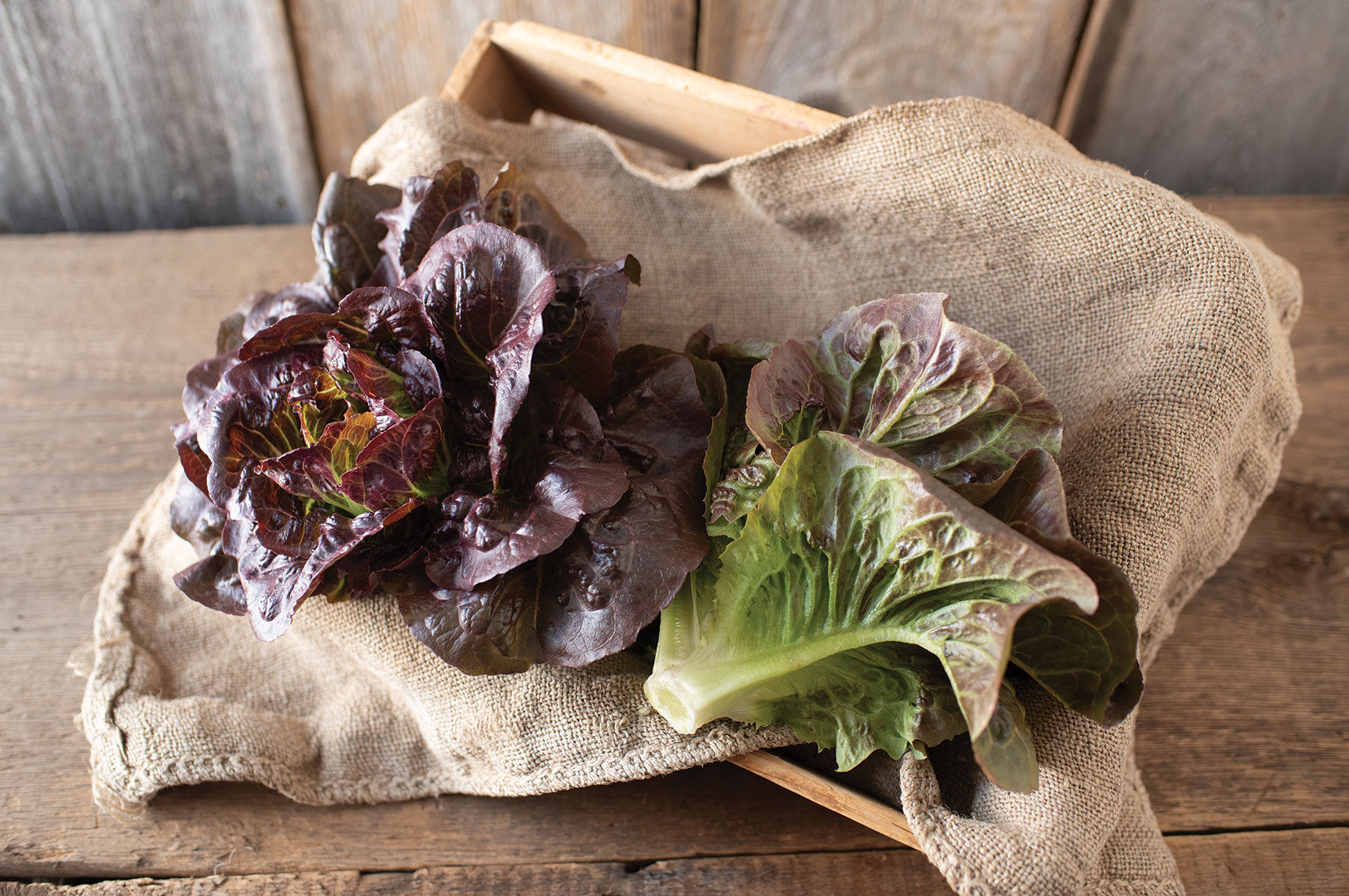 Pomegranate Crunch Romaine Lettuce (Cos)