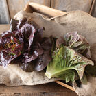 Pomegranate Crunch Romaine Lettuce (Cos)