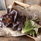 Pomegranate Crunch Pomegranate Crunch Romaine Lettuce (Cos)