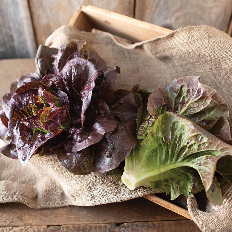 Pomegranate Crunch Pomegranate Crunch Romaine Lettuce (Cos)