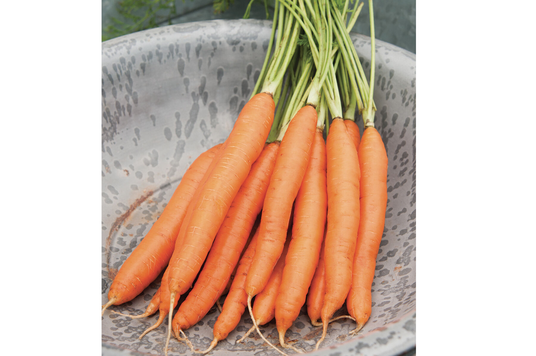 Romance Main Crop Carrots