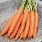 Romance Romance Main Crop Carrots
