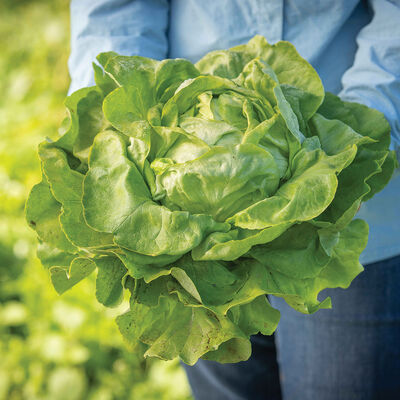 Milagro Butterhead Lettuce (Boston)