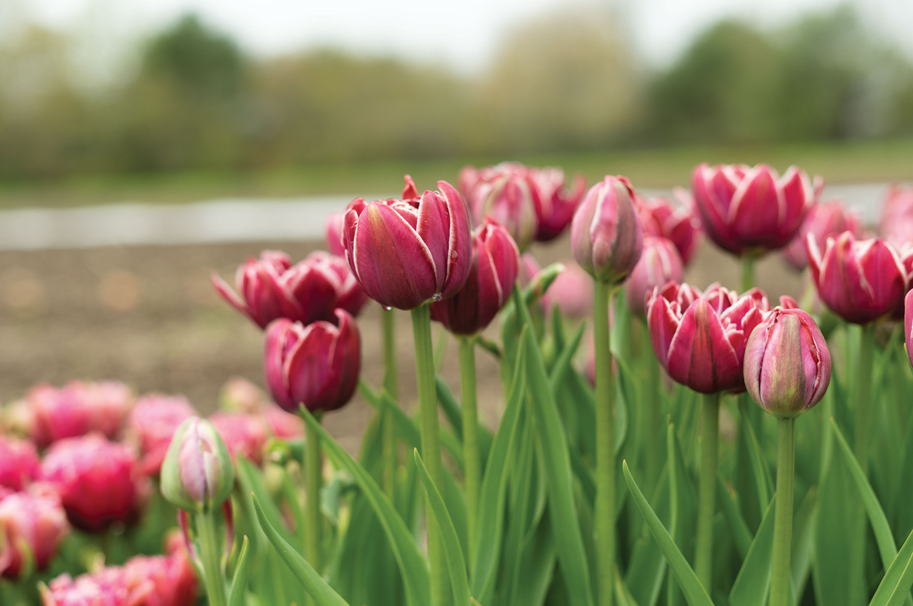 Johnny's Selected Seeds Dream Touch Tulip Bulb - Thumbnail 3