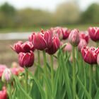 Dream Touch Tulips