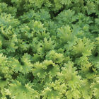 Wasabina Wasabina Mustard Greens