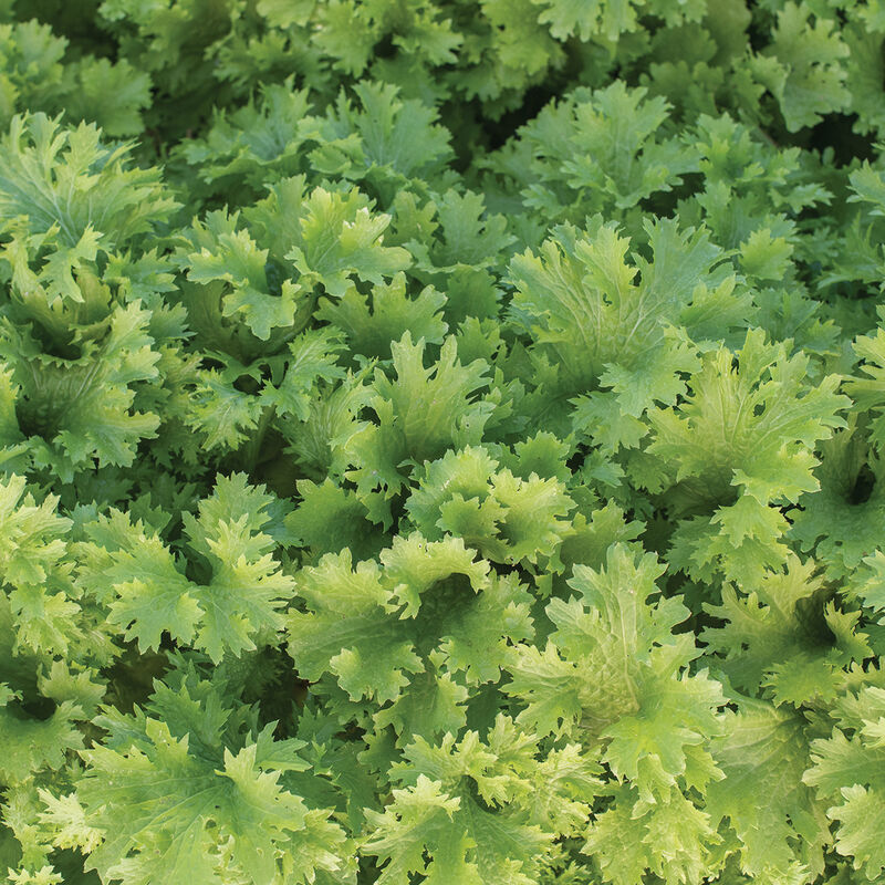 Wasabina Wasabina Mustard Greens