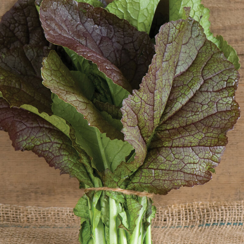 Red Giant Mustard Greens