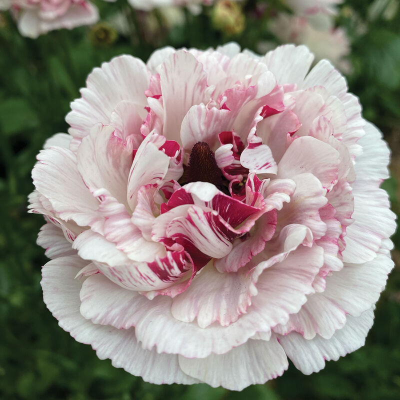 Brushmark Cesar&reg; Ranunculus