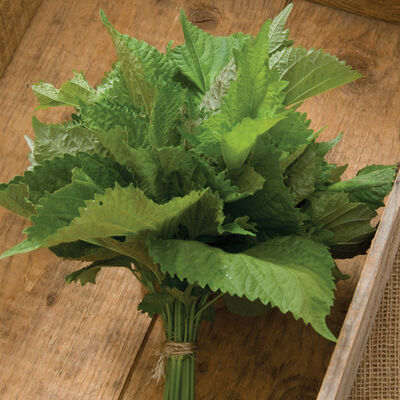 Green Shiso Green Shiso Shiso