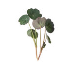 Nasturtium, Empress of India Shoots