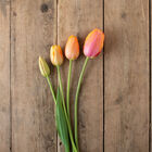 Dordogne Tulips