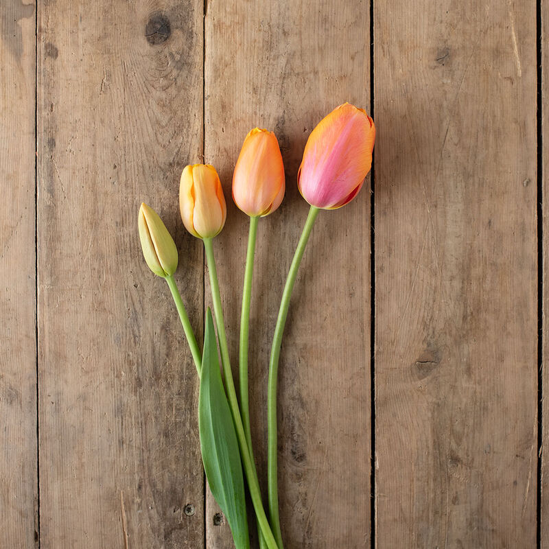 Dordogne Tulips