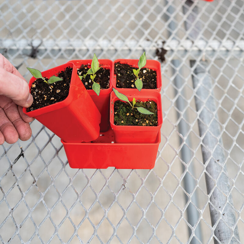 Polypro 2.5" Insert Pots – Red, 8 Count Plastic Pots