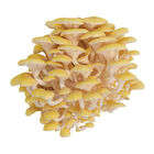 Golden Oyster 'Spray & Grow' Kit 'Spray & Grow' Kits