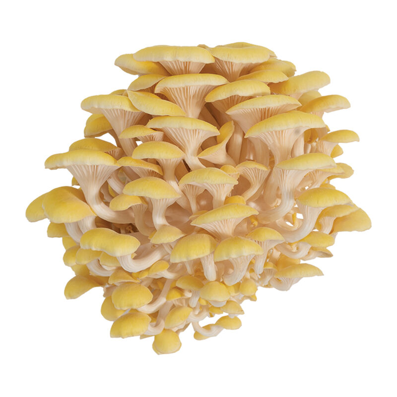 Golden Oyster 'Spray & Grow' Kit 'Spray & Grow' Kits