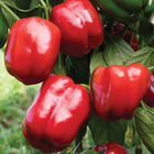 Sailfish Sweet Bell Peppers