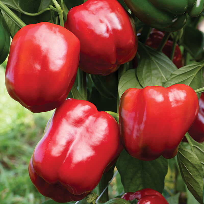 Sailfish Sweet Bell Peppers