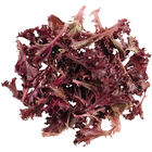 Catalina (3SX3104) Oakleaf Lettuce