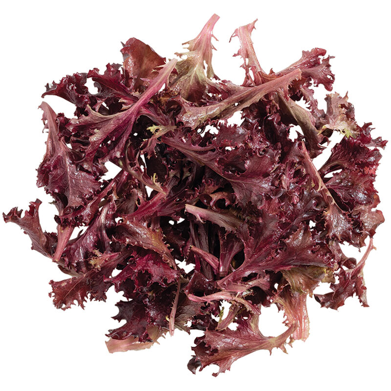 Catalina (3SX3104) Oakleaf Lettuce