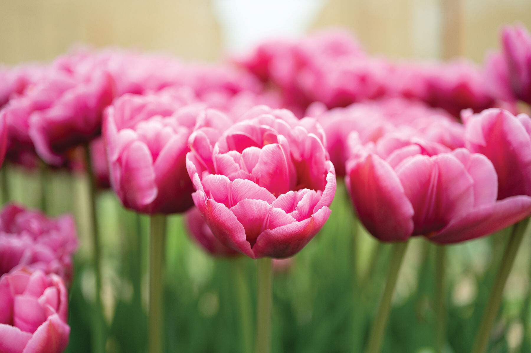 Margarita - Tulip Bulb | Johnny's Selected Seeds