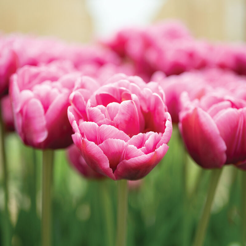 Margarita Margarita Tulips