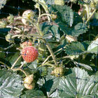 Bird Netting Crop Protection