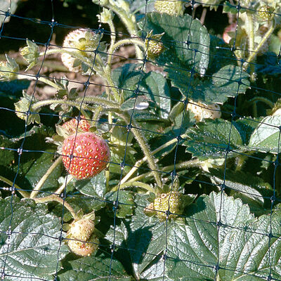 Bird Netting Crop Protection