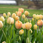 Beauty of Spring Tulips