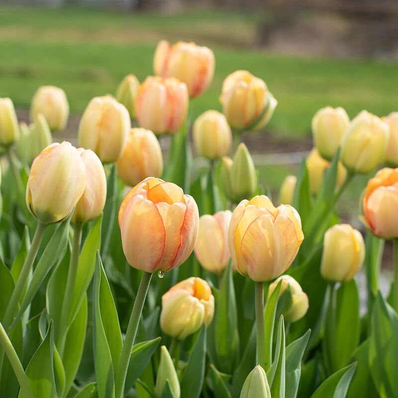 Beauty of Spring Tulips