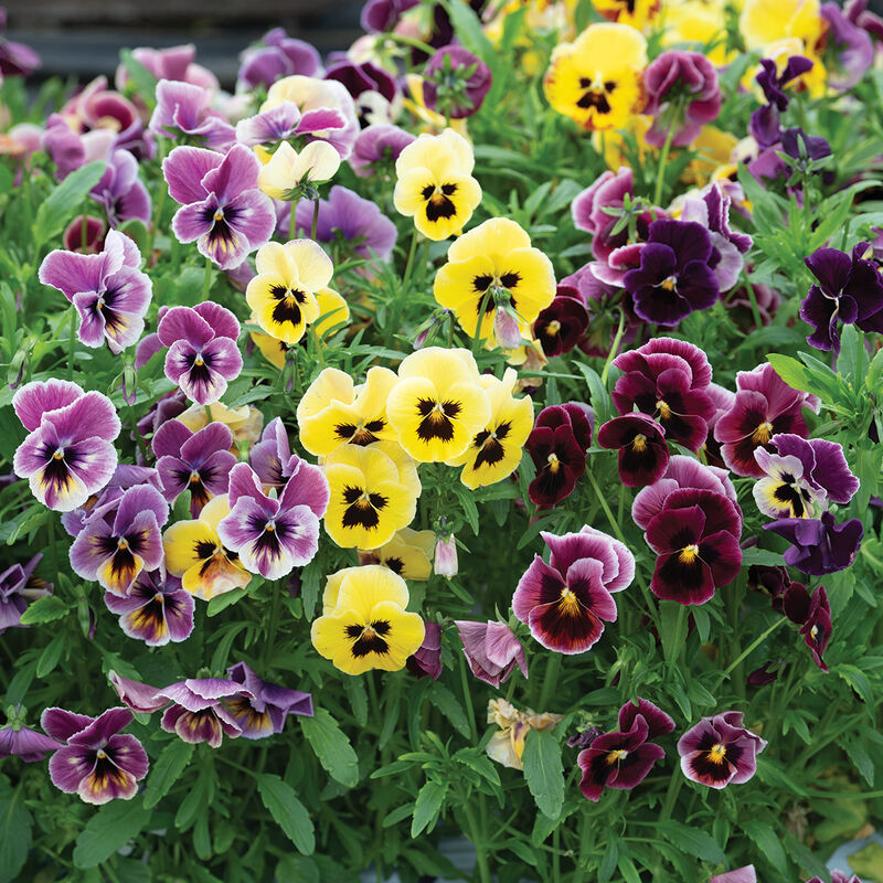 Aalsmeer King Size Mix Viola (Pansy)