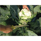 Harvest Machete – 10" Harvest Knives