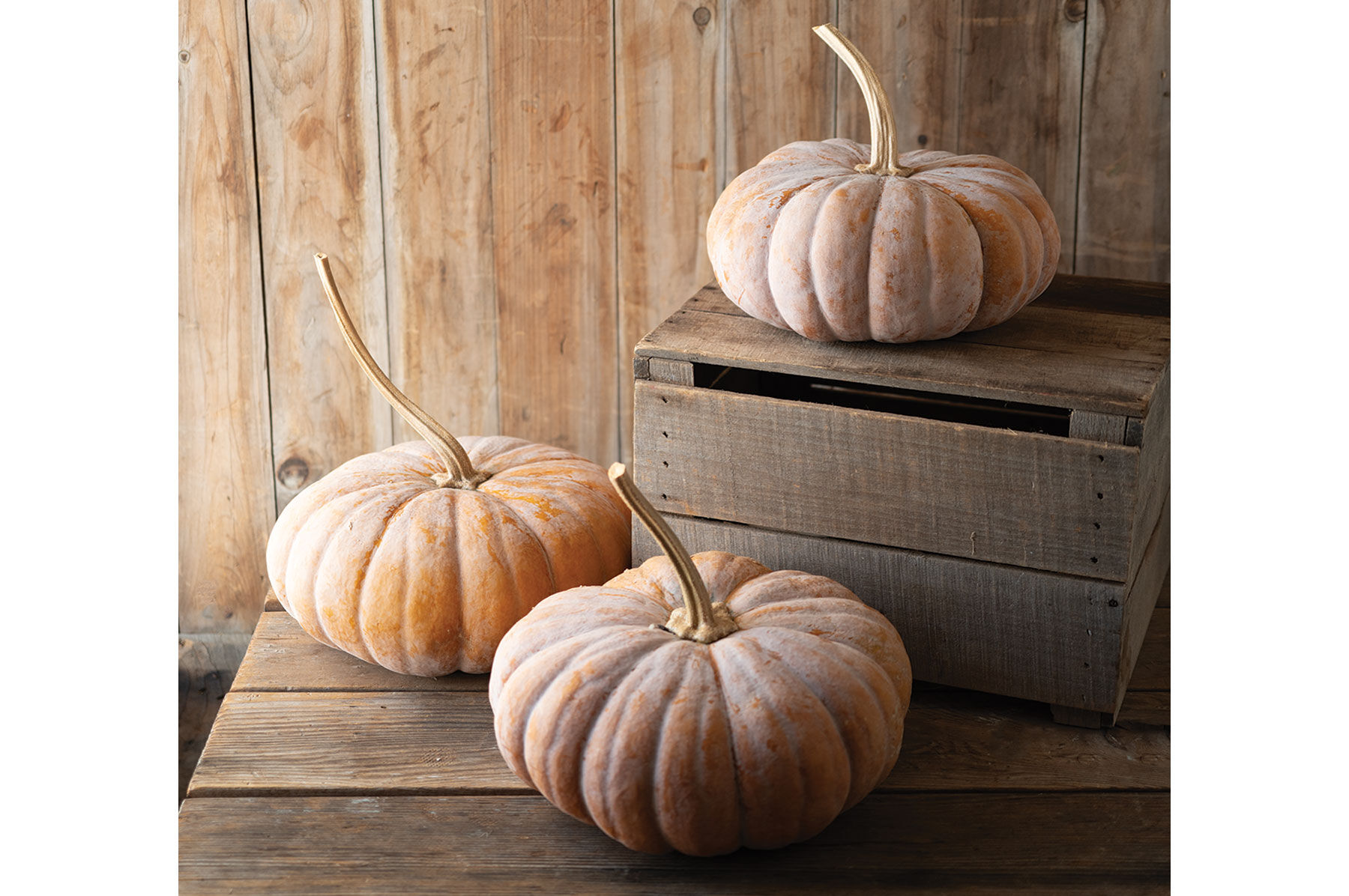 Pumpkin Seeds for Planting | Johnny's Selected Seeds