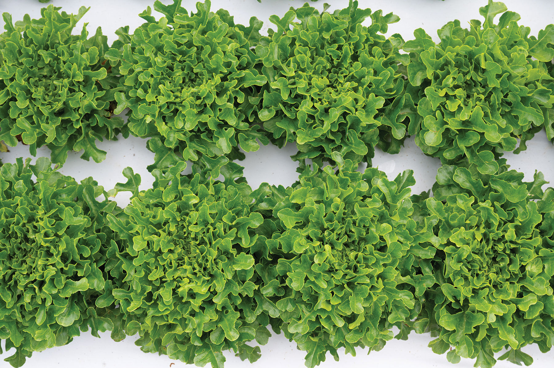 Salanova® Green Upright Oak - Pelleted Lettuce Seed | Johnny's