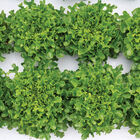 Salanova® Green Upright Oak Salanova® Lettuce