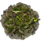 Salanova® Red Batavia Salanova® Lettuce