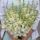 QIS™ White Larkspur