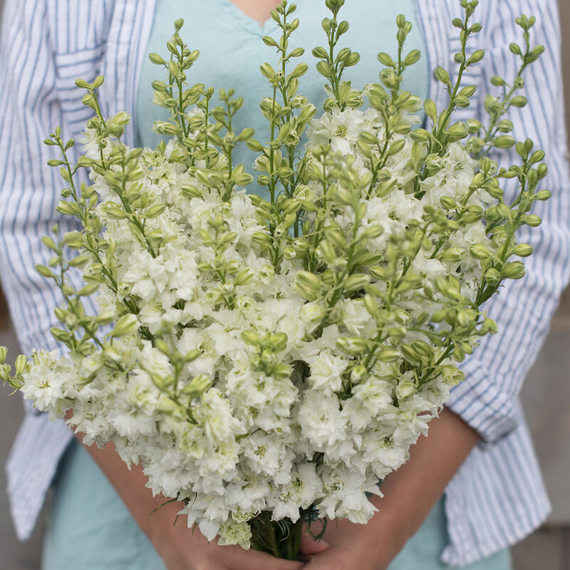 QIS™ White Larkspur
