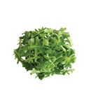 Clearwater Oakleaf Lettuce