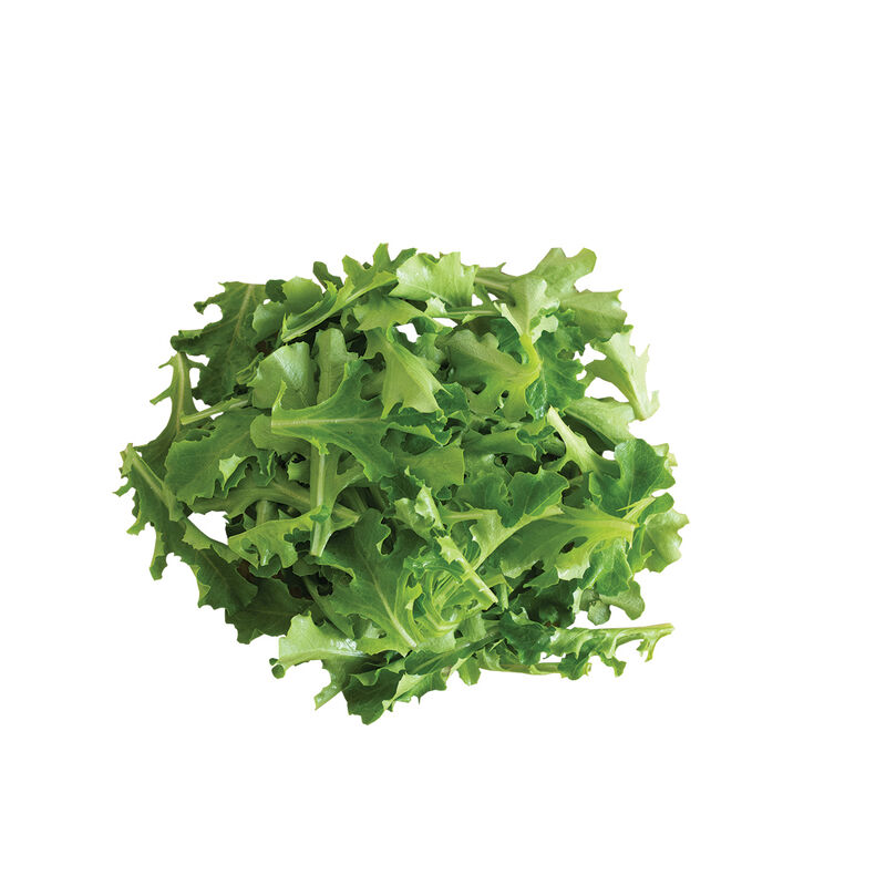 Clearwater Oakleaf Lettuce