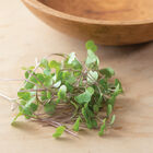 Kale, Red Russian Microgreen Vegetables