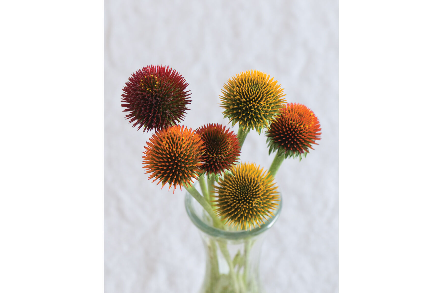 Cheyenne Spirit Echinacea (Coneflower)