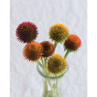 Cheyenne Spirit Cheyenne Spirit Echinacea (Coneflower)